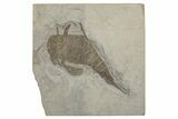 Eurypterus (Sea Scorpion) Fossil - New York #236970-1